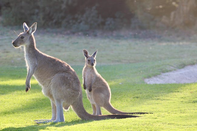 protecting trip down under australia travel insurance