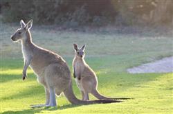 protect your trip down under visitor insurance for australia explained